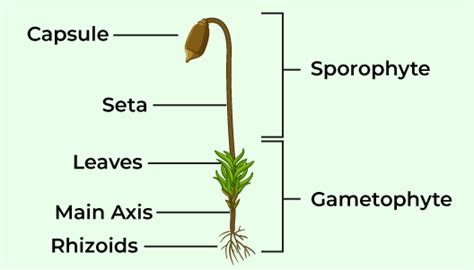 Bryophyta - Structure, Classification and Characteristics - GeeksforGeeks