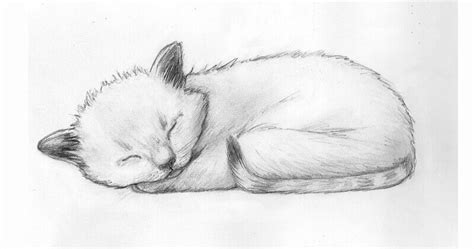 How to draw a sleeping kitten. Step-by-step drawing tutorial.