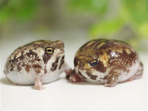 The desert rain frog lives on a coastal strip of land about 10 ...