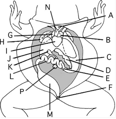 A frog's internal organs are exposed below. Label the following diagram ...