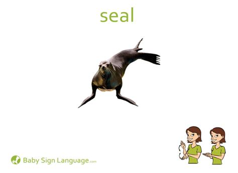 Seal Flash Card