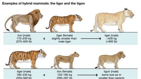 liger | Size & Facts | Britannica