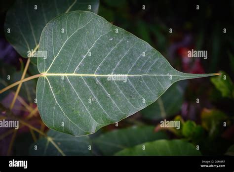 Peepal leaf hi-res stock photography and images - Alamy