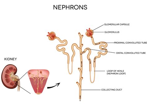 Did You Know? Loop Diuretics - HealthDirect