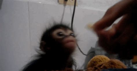 Baby Monkey GIF - Find & Share on GIPHY