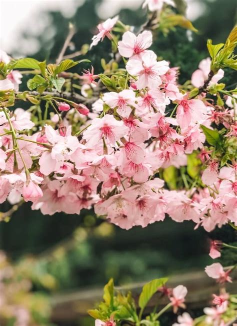 10 Dreamy Spots to See Cherry Blossoms in Taiwan • Hoponworld