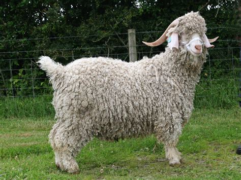 Angora goats for sale | Angora goats, Goats, Goats for sale