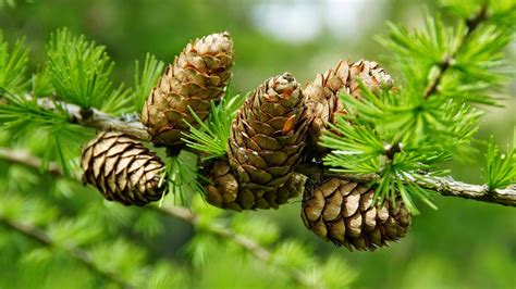 Pine Cone Wallpaper (57+ pictures) - WallpaperSet