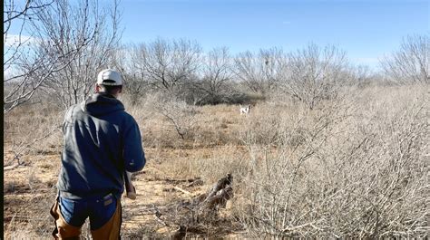 QUAIL HUNTING — Double J Ranch