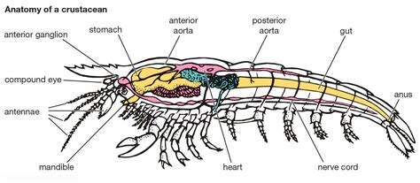 Anatomy Of A Lobster - Anatomical Charts & Posters