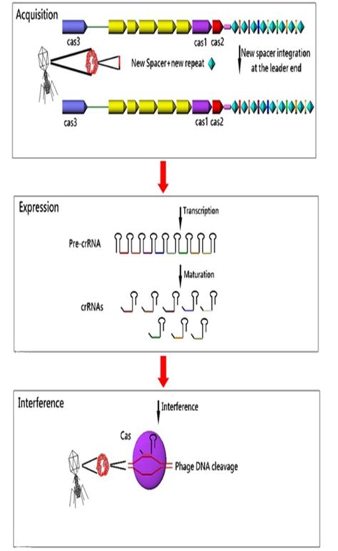 Bacterial CRISPR Regions: General Features and their Potential for ...