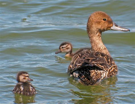 Northern Pintail female with ducklings | Northern Pintail (A… | Flickr