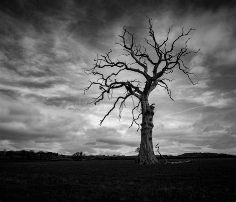 Dead tree, black and white stock photo. Image of grass - 17625086