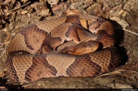 Northern Copperhead – PA HERP IDENTIFICATION