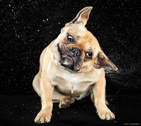 You've Never Seen Dogs Shake Like This Before | HuffPost