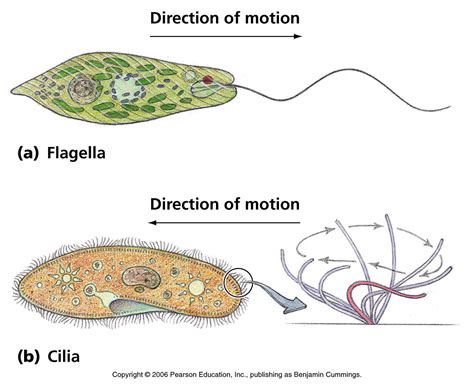 flagella 20 free Cliparts | Download images on Clipground 2024