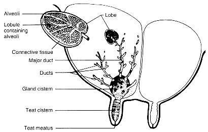 Dairy Cow Udder Anatomy