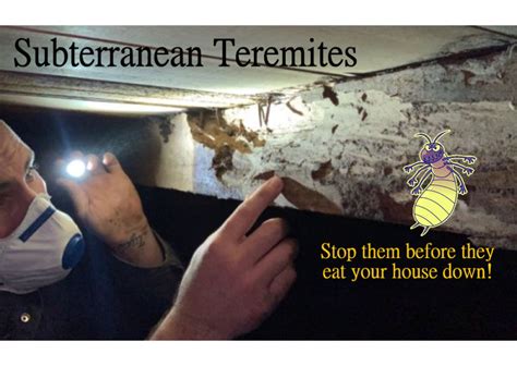 Subterranean Termite Treatment Quick Facts - Corky's Pest Control ...