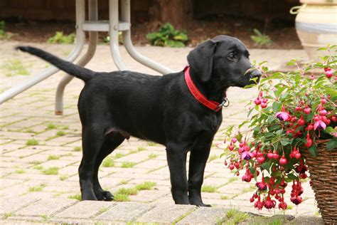 File:Black labrador puppy (2754841728).jpg - Wikimedia Commons