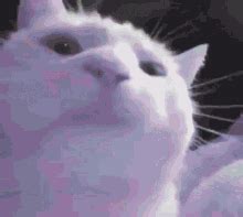 Cat Vibe Funny Cat GIF – Cat Vibe Funny Cat Kitty – discover and share GIFs