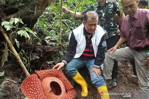 Bunga Rafflesia terbesar di dunia jadi perhatian media di 32 negara ...