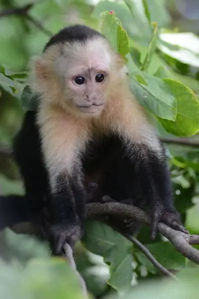 Panamanian White-Faced Capuchin - Facts, Diet, Habitat & Pictures on ...