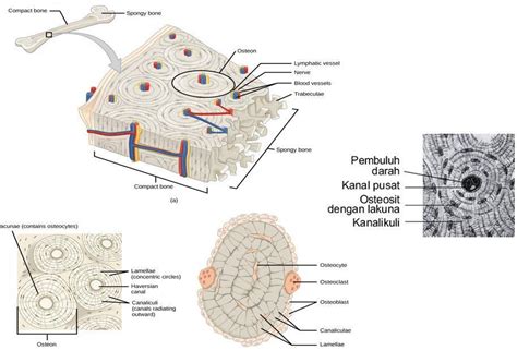 Struktur Jaringan Tulang Puspasari | Free Hot Nude Porn Pic Gallery