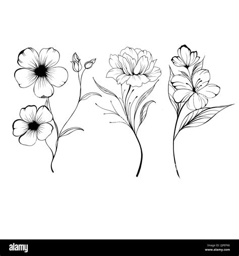 Set Flowers Periwinkle. Hand drawing. Outline. On a white background ...