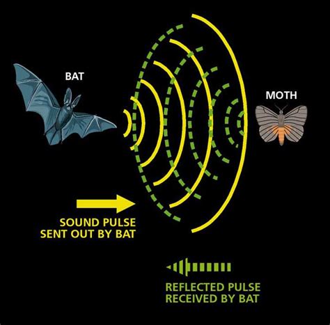 Bats Obey Their Own "Traffic" Laws When Hunting for Food - Gazette Review