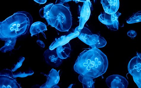 Glowing Jellyfish Wallpapers - Wallpaper Cave