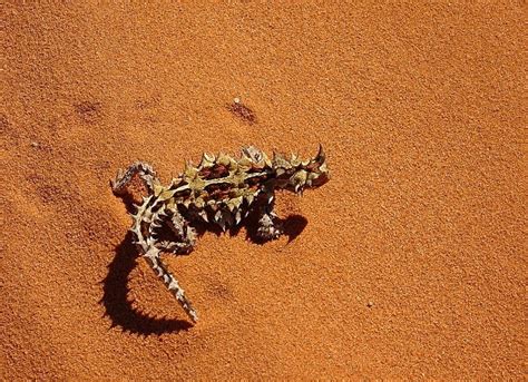 Uluru Wildlife: 10 Unique Australian desert animals to spot