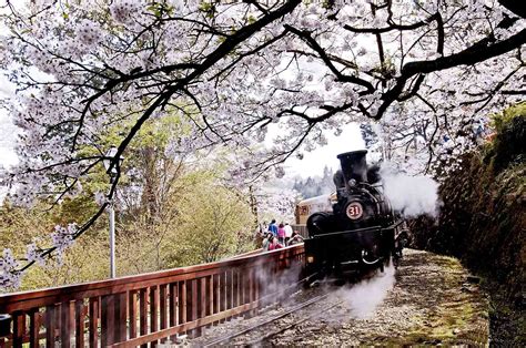 Alishan – Cherry Blossom: The most beautiful time in Taiwan - Travel ...