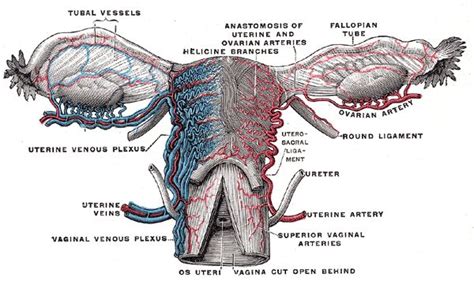 Immagine correlata | Pelvic congestion syndrome, Uterus, Plexus products