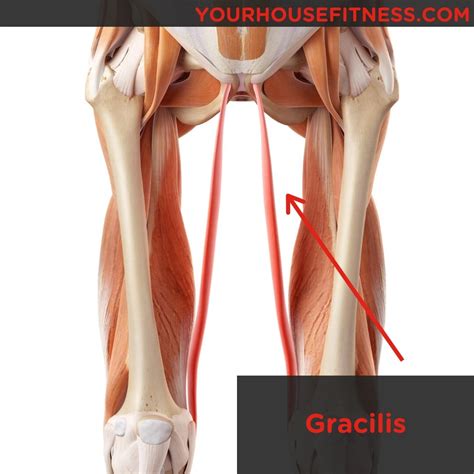 56 Best of What Is The Insertion Side Of The Gracilis Muscle - insectza