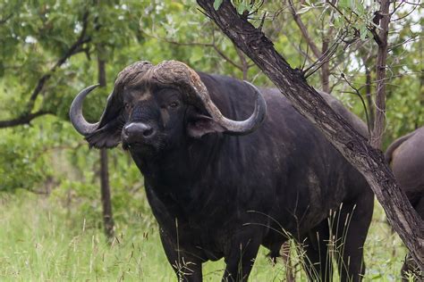 Cape Buffalo Facts: Animals of Africa - WorldAtlas