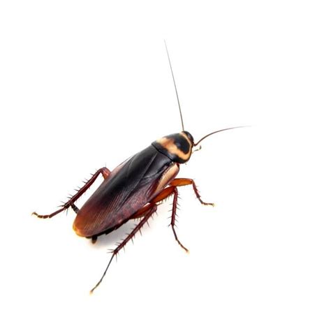 American Cockroach: Signs, Life Cycle and Control of the "Water Roach"