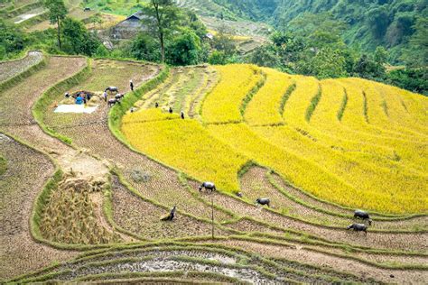 Farmer working on rice plantation · Free Stock Photo