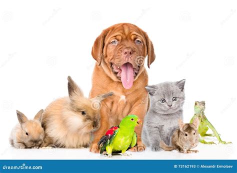 Group of Pets Together in Front View. on White Backgrou Stock Image ...