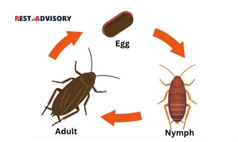 Cockroach Life Cycle | All Stages of a Roaches Life Cycle