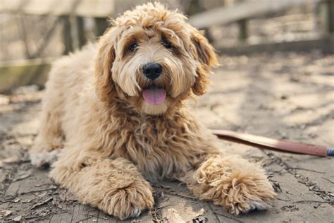 Apricot Labradoodle Guide