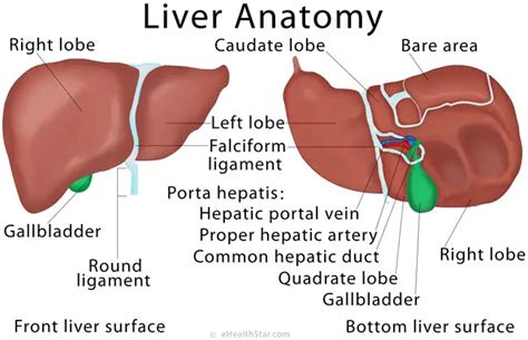 Liver Anatomy, Histology and its Functions in Detail