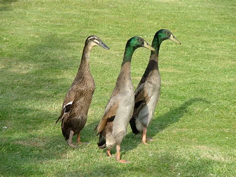 Running Ducks | Love birds, Birds, Animals