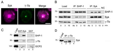 Cells | Special Issue : Tubulin: Structure, Functions and Roles in Disease