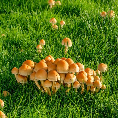 Are Garden Mushrooms Poisonous To Dogs