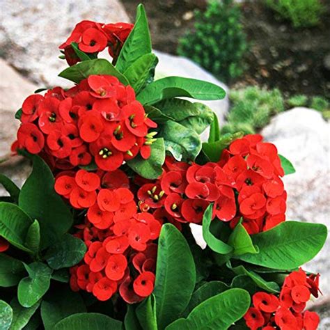 Euphorbia Red Plant - with Pot - Online Plants & Flowers Delivery in ...