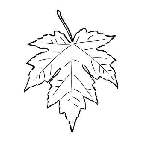 Premium Vector | Fall leaf clipart black and white leaf drawing vector ...