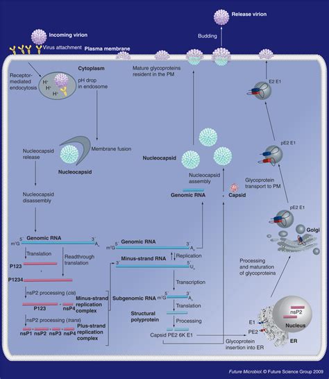 Alphavirus lifecycle | Download Scientific Diagram