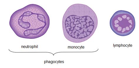 1 Phagocytes and lymphocytes are the cells of the immune system.