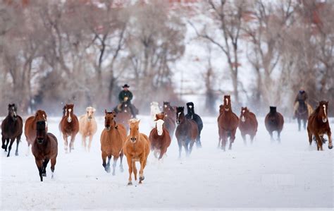 Horses In The Snow Wallpapers - Wallpaper Cave