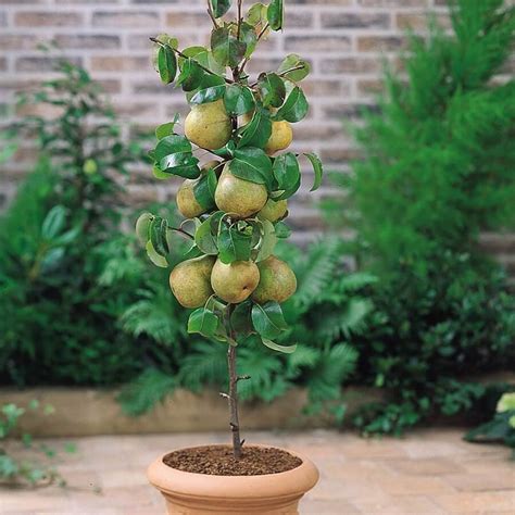 Top 6 Dwarf Fruit Trees You Can Plant In a Mini Garden